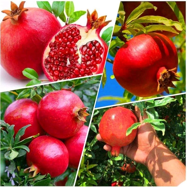 Super Red Ganesh Hybrid Anar/Bedana Plant, Grafted  - 1-4 Feet Healthy Grafted Plant