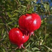 Super Red Ganesh Hybrid Anar/Bedana Plant, Grafted  - 1-4 Feet Healthy Grafted Plant
