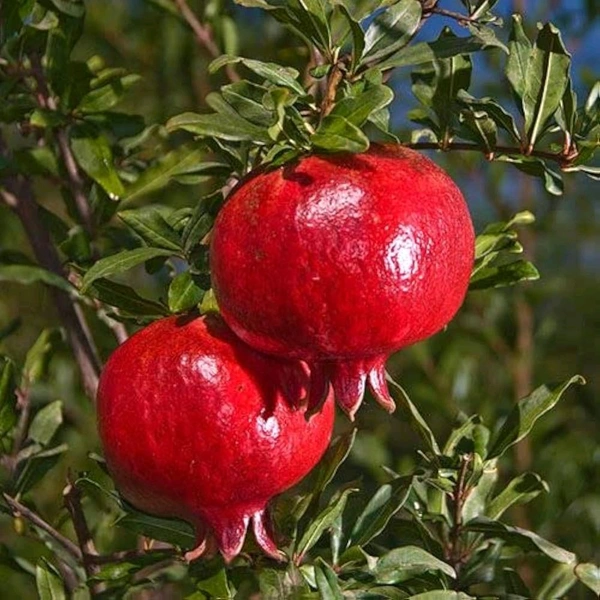 Super Red Ganesh Hybrid Anar/Bedana Plant, Grafted  - 1-4 Feet Healthy Grafted Plant