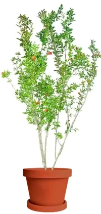 Super Red Ganesh Hybrid Anar/Bedana Plant, Grafted  - 1-4 Feet Healthy Grafted Plant