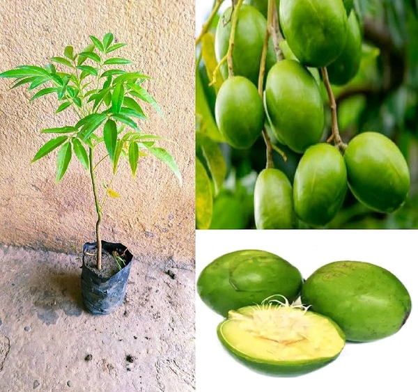 Thai All Time Amra, Grafted Plant  - 1-3 Feet Healthy Grafted Plant