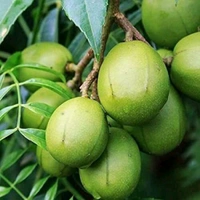 Thai All Time Amra, Grafted Plant  - 1-3 Feet Healthy Grafted Plant
