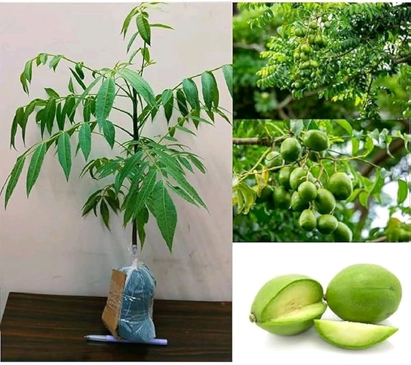 Thai All Time Amra, Grafted Plant  - 1-3 Feet Healthy Grafted Plant