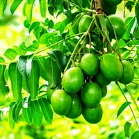 Thai All Time Amra, Grafted Plant  - 1-3 Feet Healthy Grafted Plant