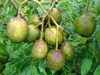 Thai All Time Amra, Grafted Plant  - 1-3 Feet Healthy Grafted Plant