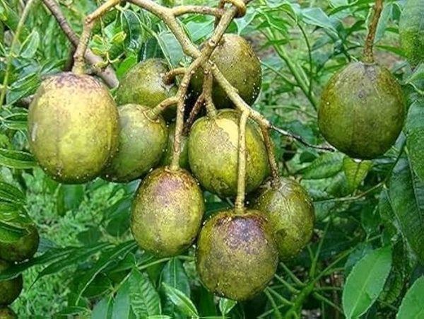 Thai All Time Amra, Grafted Plant  - 1-3 Feet Healthy Grafted Plant