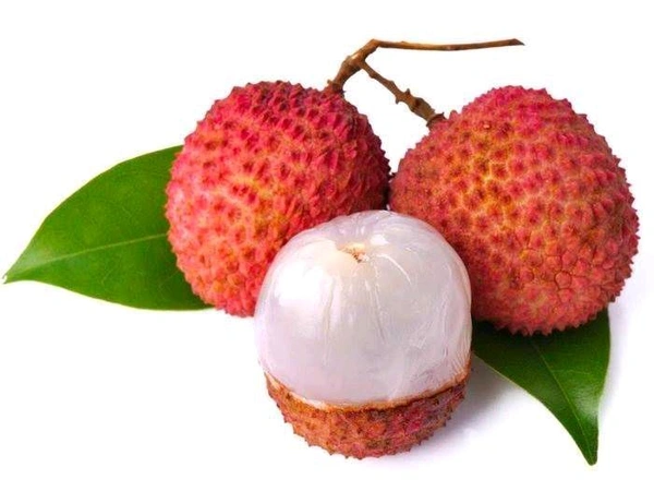 Bombai Litchi Grafted Plant, বোম্বাই লিচু, मुंबई लीची - 1-3 Feet Healthy Grafted Plant