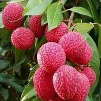 Bombai Litchi Grafted Plant, বোম্বাই লিচু, मुंबई लीची - 1-3 Feet Healthy Grafted Plant