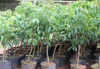 Bombai Litchi Grafted Plant, বোম্বাই লিচু, मुंबई लीची - 1-3 Feet Healthy Grafted Plant