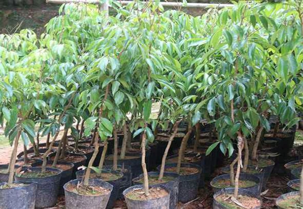 Bombai Litchi Grafted Plant, বোম্বাই লিচু, मुंबई लीची - 1-3 Feet Healthy Grafted Plant
