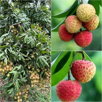 Bombai Litchi Grafted Plant, বোম্বাই লিচু, मुंबई लीची - 1-3 Feet Healthy Grafted Plant