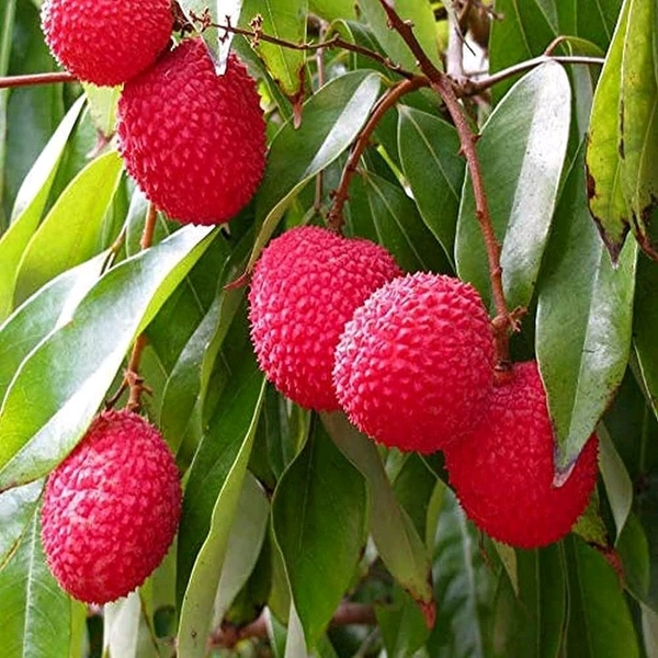 Muzaffarpur Litchi Plant, মোজাফরপুর লিচু, मुजफ्फरपुर लीची - 2-4 Feet Healthy Grafted Plant