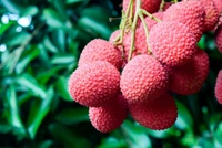 Muzaffarpur Litchi Plant, Air Learning মোজাফরপুর লিচু, मुजफ्फरपुर लीची - 2-4 Feet Healthy Grafted Plant