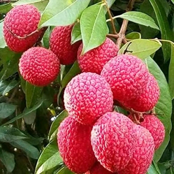 Muzaffarpur Litchi Plant, Air Learning মোজাফরপুর লিচু, मुजफ्फरपुर लीची - 2-4 Feet Healthy Grafted Plant