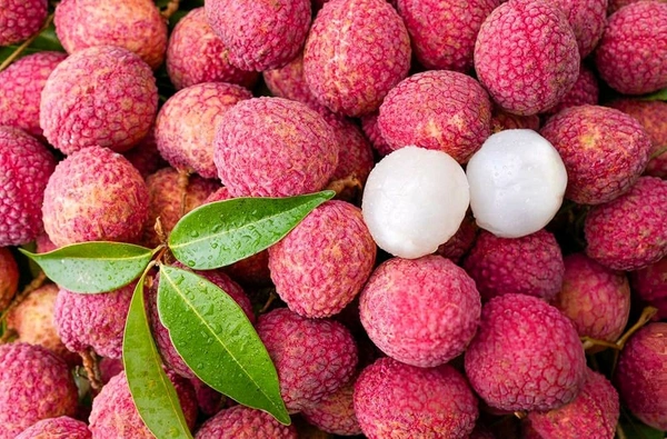 Muzaffarpur Litchi Plant, Air Learning মোজাফরপুর লিচু, मुजफ्फरपुर लीची - 2-4 Feet Healthy Grafted Plant