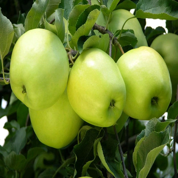 Anna Green Apple, Grafted Plant, আন্না গ্রিন আপেল, अन्ना ग्रीन एप्पल का पौधा - 1-3 Feet Healthy Grafted Plant
