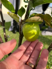 Anna Green Apple, Grafted Plant, আন্না গ্রিন আপেল, अन्ना ग्रीन एप्पल का पौधा - 1-3 Feet Healthy Grafted Plant