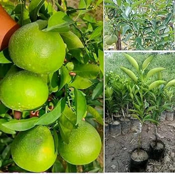 Viatenum All Time Sweet Malta, Grafted,ভিয়েতনাম অল টাইম সুইট মাল্টা,वियतनाम ऑल टाइम स्वीट माल्टा - 1.5-2 Feet Grafted Plant