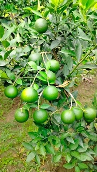 Viatenum All Time Sweet Malta, Grafted,ভিয়েতনাম অল টাইম সুইট মাল্টা,वियतनाम ऑल टाइम स्वीट माल्टा - 1.5-2 Feet Grafted Plant