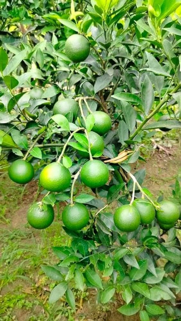 Viatenum All Time Sweet Malta, Grafted,ভিয়েতনাম অল টাইম সুইট মাল্টা,वियतनाम ऑल टाइम स्वीट माल्टा - 1.5-2 Feet Grafted Plant
