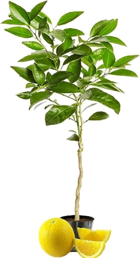 Viatenum All Time Sweet Malta, Grafted,ভিয়েতনাম অল টাইম সুইট মাল্টা,वियतनाम ऑल टाइम स्वीट माल्टा - 1.5-2 Feet Grafted Plant