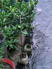 Viatenum All Time Sweet Malta, Grafted,ভিয়েতনাম অল টাইম সুইট মাল্টা,वियतनाम ऑल टाइम स्वीट माल्टा - 1.5-2 Feet Grafted Plant