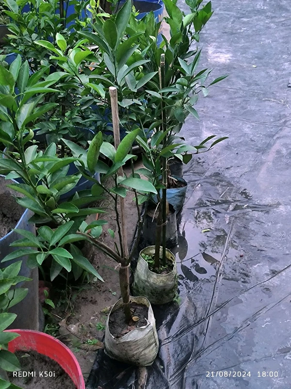 Viatenum All Time Sweet Malta, Grafted,ভিয়েতনাম অল টাইম সুইট মাল্টা,वियतनाम ऑल टाइम स्वीट माल्टा - 1.5-2 Feet Grafted Plant