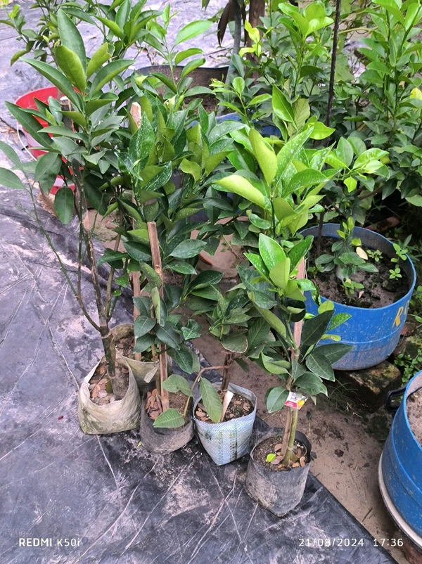 Viatenum All Time Sweet Malta, Grafted,ভিয়েতনাম অল টাইম সুইট মাল্টা,वियतनाम ऑल टाइम स्वीट माल्टा - 1.5-2 Feet Grafted Plant