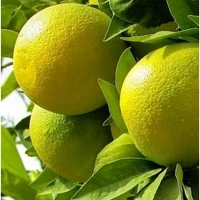 All Time Jaint Sweet Musambi, Grafted Plant,অল টাইম জায়ান্ট সুইট মোসাম্বি,सदाबहार विशाल मीठी मोसम्बी - 1-3feet Healthy Grafted Plant