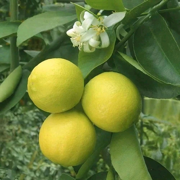 All Time Jaint Sweet Musambi, Grafted Plant,অল টাইম জায়ান্ট সুইট মোসাম্বি,सदाबहार विशाल मीठी मोसम्बी - 1-3feet Healthy Grafted Plant