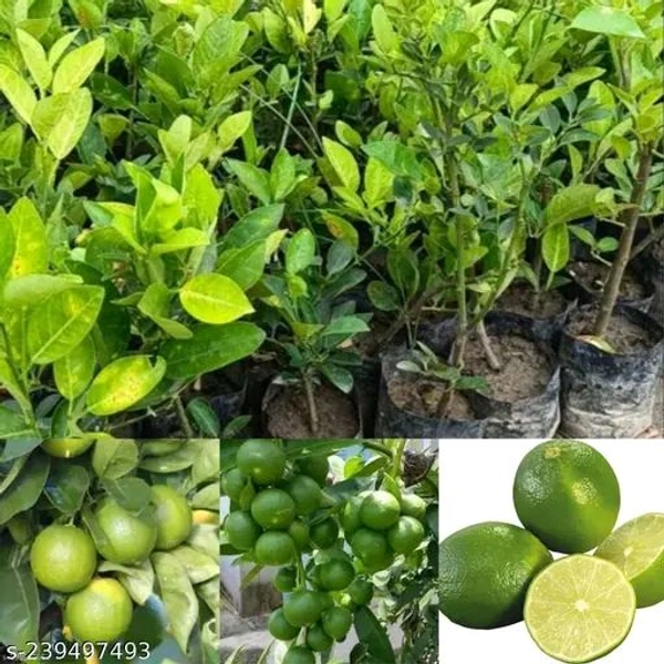 Kolkata Pati Lemon All Time, Grafted Plant, কলকাতা পাতি লেবু অল টাইম, कोलकाता पार्टी नींबू - 1-2Feet Grafted Plant