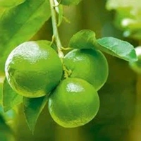 Kolkata Pati Lemon All Time, Grafted Plant, কলকাতা পাতি লেবু অল টাইম, कोलकाता पार्टी नींबू - 1-2Feet Grafted Plant