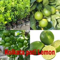 Kolkata Pati Lemon All Time, Grafted Plant, কলকাতা পাতি লেবু অল টাইম, कोलकाता पार्टी नींबू - 1-2Feet Grafted Plant