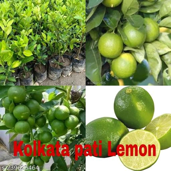 Kolkata Pati Lemon All Time, Grafted Plant, কলকাতা পাতি লেবু অল টাইম, कोलकाता पार्टी नींबू - 1-2Feet Grafted Plant