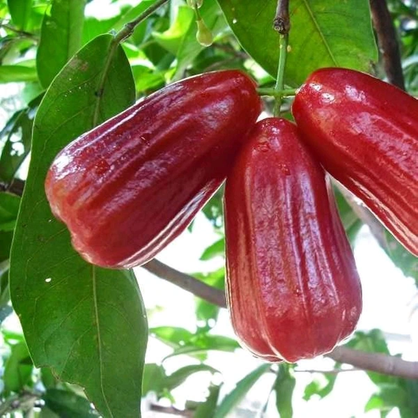 Red Meassile Water Apple/ Wax Apple, Grafted Mature Plant, রেড মিসাইল জামরুল, लाल मिसाइल जबराल - 1-3 Feet Grafted Healthy Plant