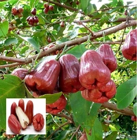 Red Meassile Water Apple/ Wax Apple, Grafted Mature Plant, রেড মিসাইল জামরুল, लाल मिसाइल जबराल - 1-3 Feet Grafted Healthy Plant