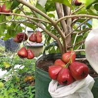 Red Meassile Water Apple/ Wax Apple, Grafted Mature Plant, রেড মিসাইল জামরুল, लाल मिसाइल जबराल - 1-3 Feet Grafted Healthy Plant
