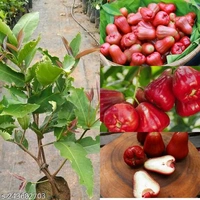 Red Meassile Water Apple/ Wax Apple, Grafted Mature Plant, রেড মিসাইল জামরুল, लाल मिसाइल जबराल - 1-3 Feet Grafted Healthy Plant