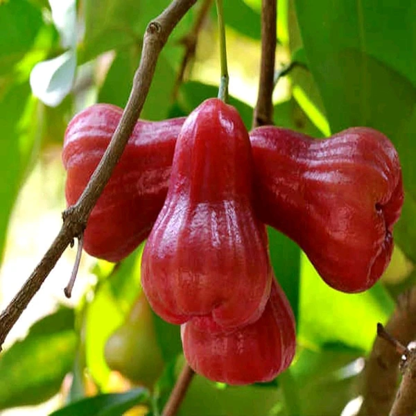 Red Meassile Water Apple/ Wax Apple, Grafted Mature Plant, রেড মিসাইল জামরুল, लाल मिसाइल जबराल - 1-3 Feet Grafted Healthy Plant