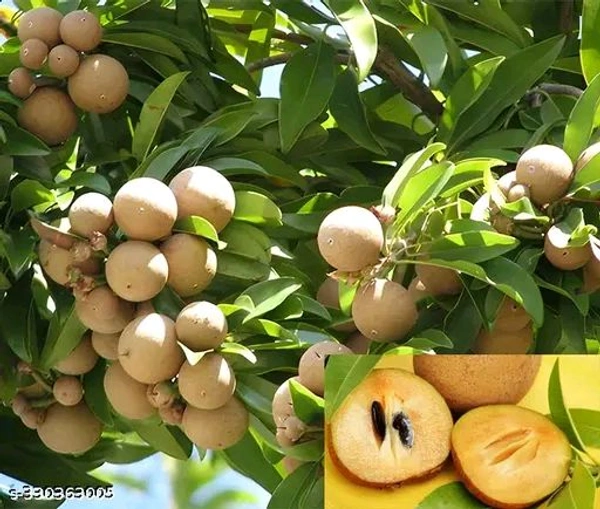 Thailand Chiku All Time, Sapota, Air Learing Plant, - 1-3 Feet Airlearing Plant