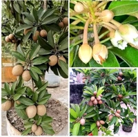 Thailand Chiku All Time, Sapota, Air Learing Plant, - 1-3 Feet Airlearing Plant