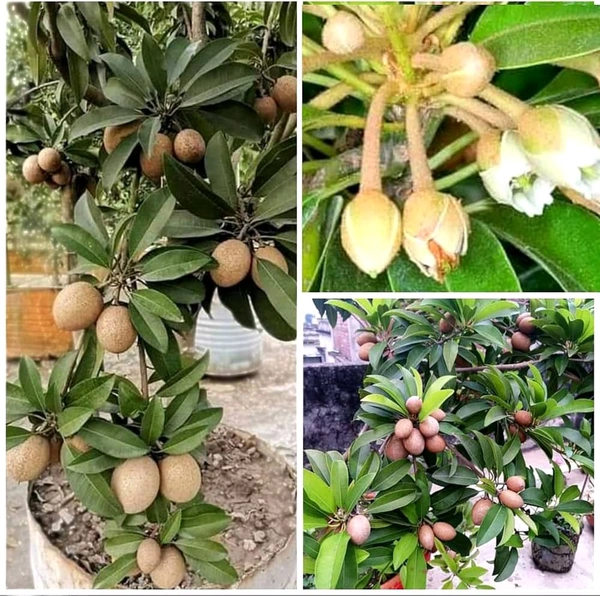 Thailand Chiku All Time, Sapota, Air Learing Plant, - 1-3 Feet Airlearing Plant