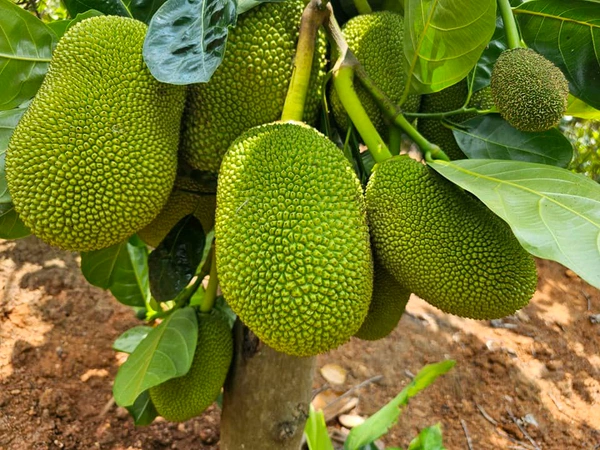 All Time Pink Jackfruit/ Kanthal, Mature Grafted Plant বারোমাসি পিংক কাঁঠাল,बारहमासी गुलाबी कटहल - 1.5-2 Feet Healthy Grafted Plant