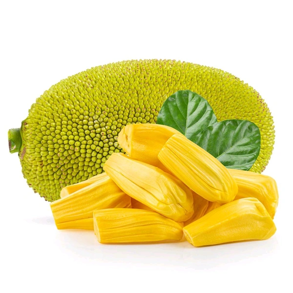 Gum less Jackfruit Plant, Grafted Plant, আঠা বিহীন কাঁঠাল গাছ,बिना गोंद का कटहल का पेड़, - 1-2feet Grafted Plant