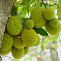 Gum less Jackfruit Plant, Grafted Plant, আঠা বিহীন কাঁঠাল গাছ,बिना गोंद का कटहल का पेड़, - 1-2feet Grafted Plant