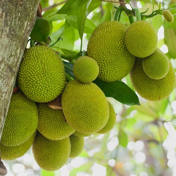 Gum less Jackfruit Plant, Grafted Plant, আঠা বিহীন কাঁঠাল গাছ,बिना गोंद का कटहल का पेड़, - 1-2feet Grafted Plant