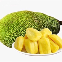 Gum less Jackfruit Plant, Grafted Plant, আঠা বিহীন কাঁঠাল গাছ,बिना गोंद का कटहल का पेड़, - 1-2feet Grafted Plant