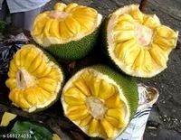 Gum less Jackfruit Plant, Grafted Plant, আঠা বিহীন কাঁঠাল গাছ,बिना गोंद का कटहल का पेड़, - 1-2feet Grafted Plant