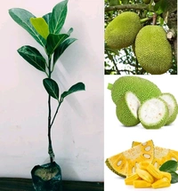 Gum less Jackfruit Plant, Grafted Plant, আঠা বিহীন কাঁঠাল গাছ,बिना गोंद का कटहल का पेड़, - 1-2feet Grafted Plant