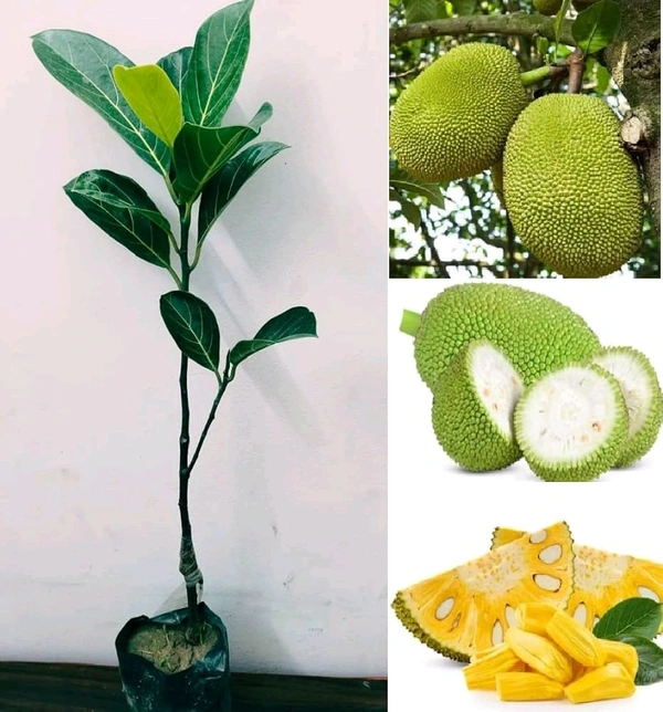 Gum less Jackfruit Plant, Grafted Plant, আঠা বিহীন কাঁঠাল গাছ,बिना गोंद का कटहल का पेड़, - 1-2feet Grafted Plant